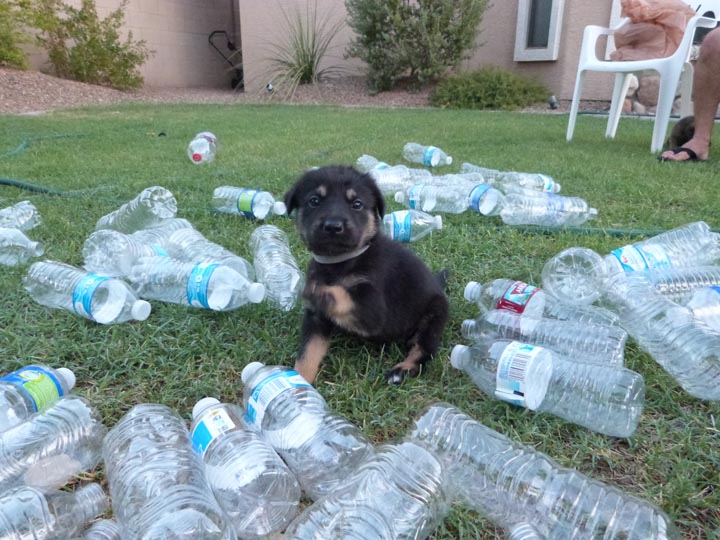 chinook dog